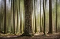 Treescapes